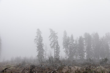 fog in the forest at the field