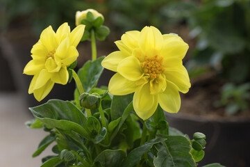Yellow mini dahlias with green leaves blooming in a park.