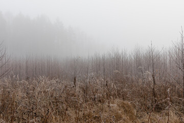 fog in the field near the forest