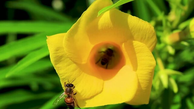Honey bees climb fly into yellow Oleander flower in Mexico.
