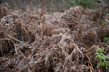 grass in the woods