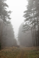 Fototapeta na wymiar foggy way in the forest