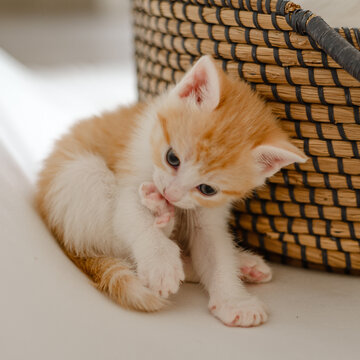 Erinam Photos Images Assets Adobe Stock