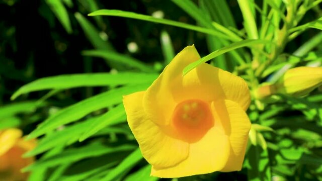 Honey bees climb fly into yellow Oleander flower in Mexico.