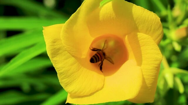 Honey bees climb fly into yellow Oleander flower in Mexico.