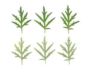 Sweet wormwood, Mugwort or artemisia annua branch green leaves on white background. Top view