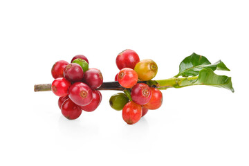 Coffee beans ripe and unripe berries isolated on white background