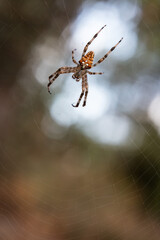 Spider on spider web araneus diadematus cross spider vertical