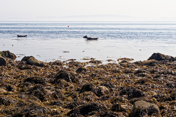 Common Seal on the shore of the Isle of Arran