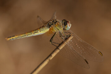 Dragonfly on branch closeup horizontal
