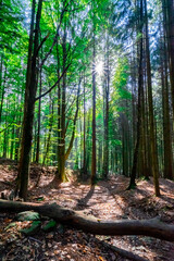 Hiking to the Nagesteiner Waterfalls in the Bavarian Forests