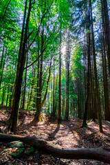 Hiking to the Nagesteiner Waterfalls in the Bavarian Forests