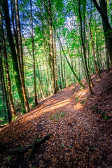 Hiking to the Nagesteiner Waterfalls in the Bavarian Forests