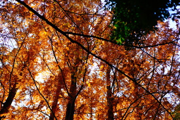 東京の紅葉