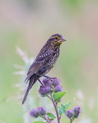 Closeup of female Red-winged Blackbird standing on burdock pink flowers