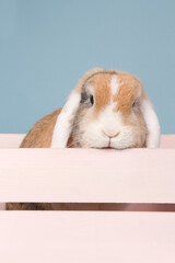 Mini lop bunny in a pink wooden box