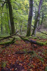 Rhönwald am Schwarzbach, Holzberghof oberhalb der Stadt Bischofsheim a.d.Rhön, Biosphärenreservat Rhön, Landkreis Rhön-Grabfeld, Unterfranken, Franken, Bayern, Deutschland