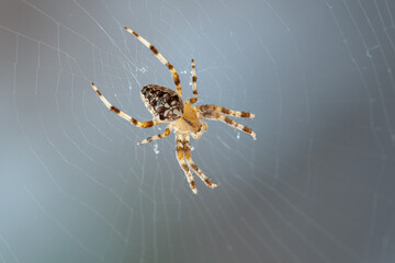 Spider in spider web against grey background
