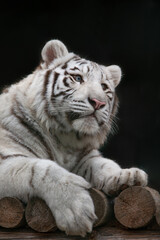 White bengal tiger in the zoo
