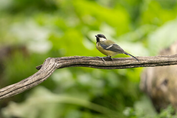 Great Tit perching on a branch in a forest