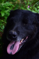 black dog portrait