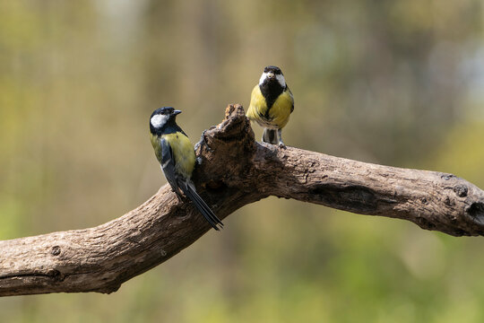 Two Great Tits birds perching on a branch in a forest