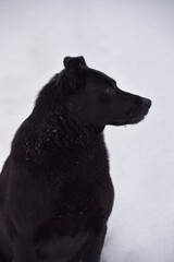 portrait on a black dog