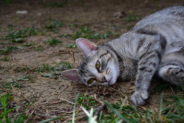 Tabby cat lying in the grass
