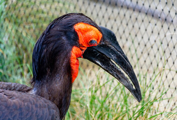 head of a southern ground hornbill