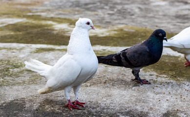 A beautiful white domestic pigeon looking curiously at other pigeons