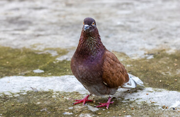 A sick red male pigeon standing on the concrete floor close up