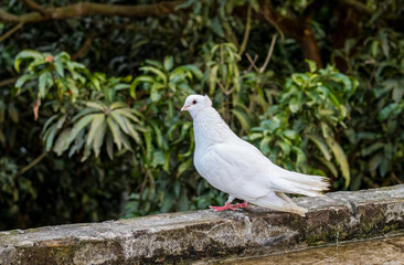 Fancy white pigeon standing alone on the rooftop
