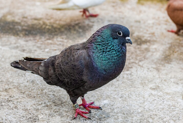 Close up shot of an angry black pigeon on the ground