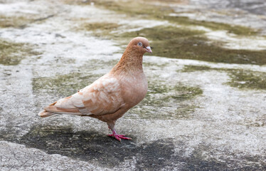 Beautiful brown color domestic fancy pigeon standing alone on the rooftop