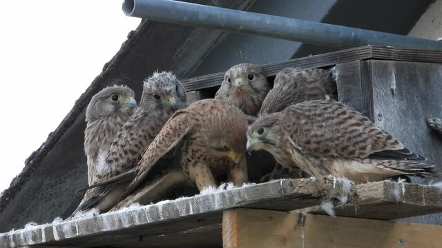 Turmfalke (Falco tinnunculus) 