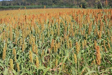 Landscape sorghum ranch is an important forage in the United States and Australia. Can be cooked either by boiling it for making porridge or baking bread or brewing beer. Selectable focus