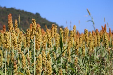 Landscape sorghum ranch is an important forage in the United States and Australia. Can be cooked either by boiling it for making porridge or baking bread or brewing beer. Selectable focus