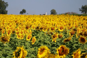 Obraz premium sunflower field in the summer
