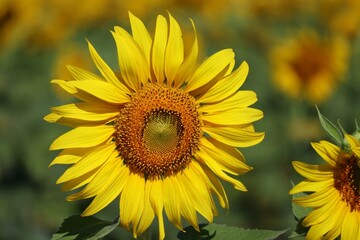 Fototapeta premium sunflower in the field