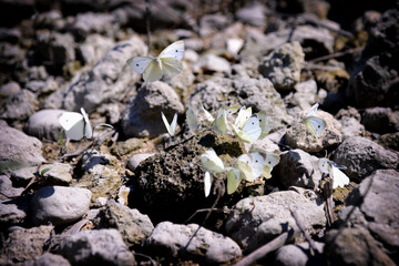 A group of newly hatched butterflies on a sod