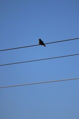 birds on wires