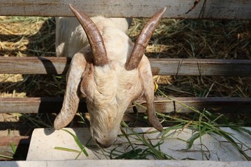 goat in the farm