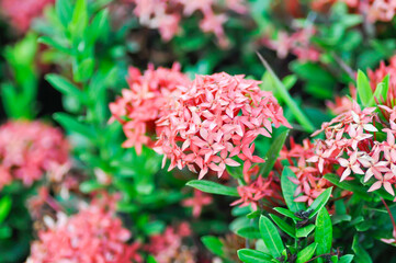 Ixora chinensis Lamk, Ixora spp or Zephyranthes or West Indian Jasmine