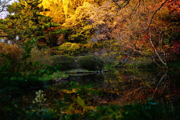 植物園の紅葉の風景