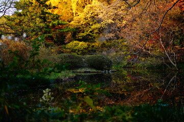 植物園の紅葉の風景
