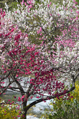 Obraz premium 川辺に咲く満開の花桃