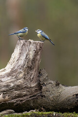 Two Small blue tit birds perching on a branch in a forest