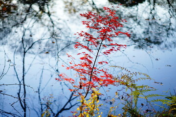 植物園の紅葉の風景