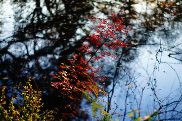 植物園の紅葉の風景