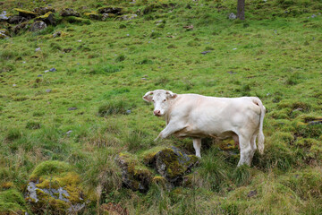 Norwegen - Rinder / Norway - Cattles /